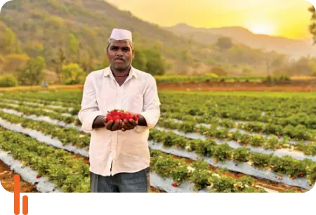 A photograph of a farmer standing in a strawberry field within Bhimashankar Wildlife Sanctuary, holding a handful of freshly picked strawberries, representing agricultural activities within the sanctuary area.