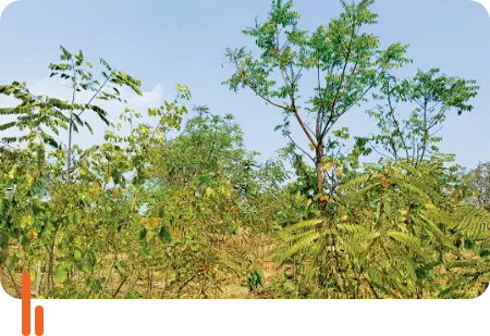 A photograph of a Miyawaki plantation at Kanadi Budruk village in Beed district, Maharashtra, showcasing dense and diverse greenery as part of an afforestation effort using the Miyawaki method to promote rapid growth and biodiversity.