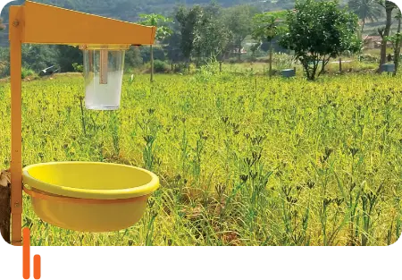 A solar trap installed in a field at Astur village in Chamarajanagar district, Karnataka, used for sustainable pest control in agriculture.